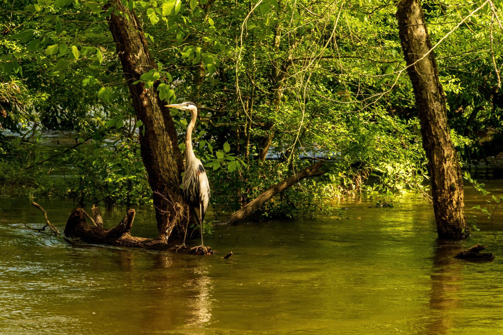 Sony E PZ 18-105mm F4 G OSS sample photo. Heron catches fish, heron photography