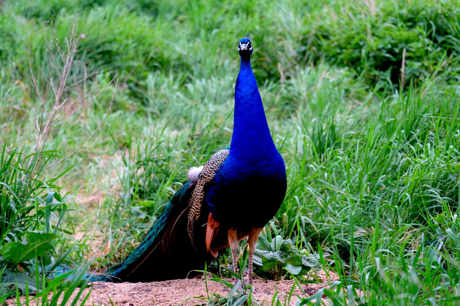 Fujifilm X-T20 sample photo. Peacock, bird, pride photography