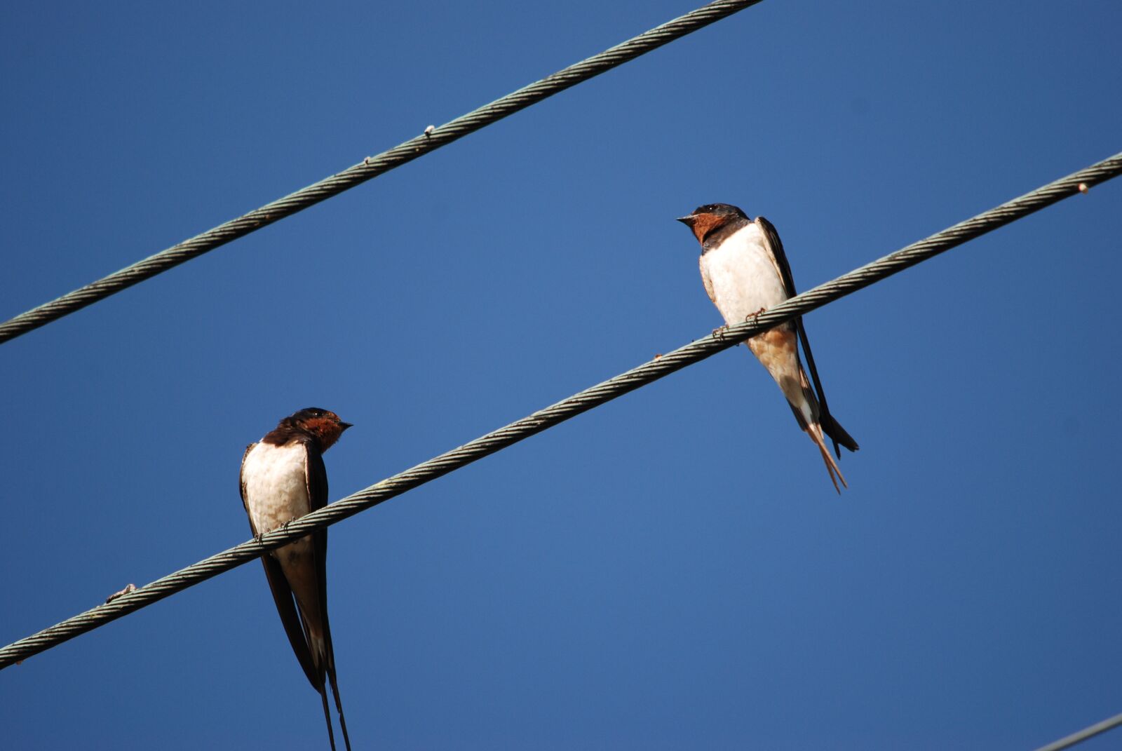 Nikon D80 sample photo. Nature, bird, swallow photography