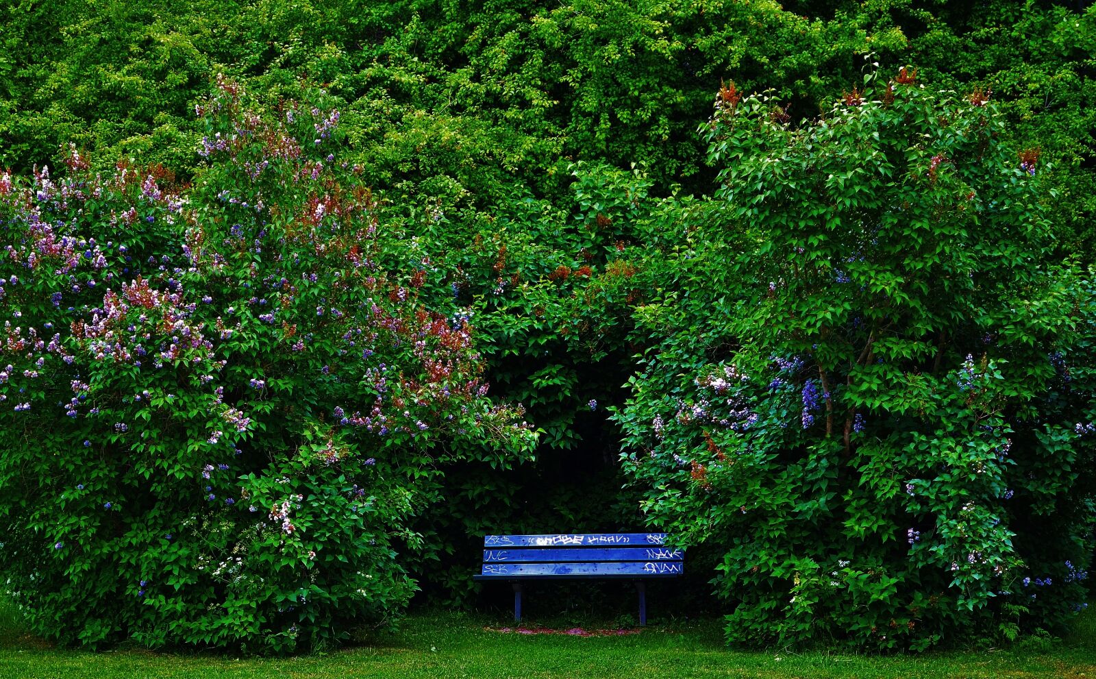 Nikon D7000 sample photo. Park, natur, summer photography