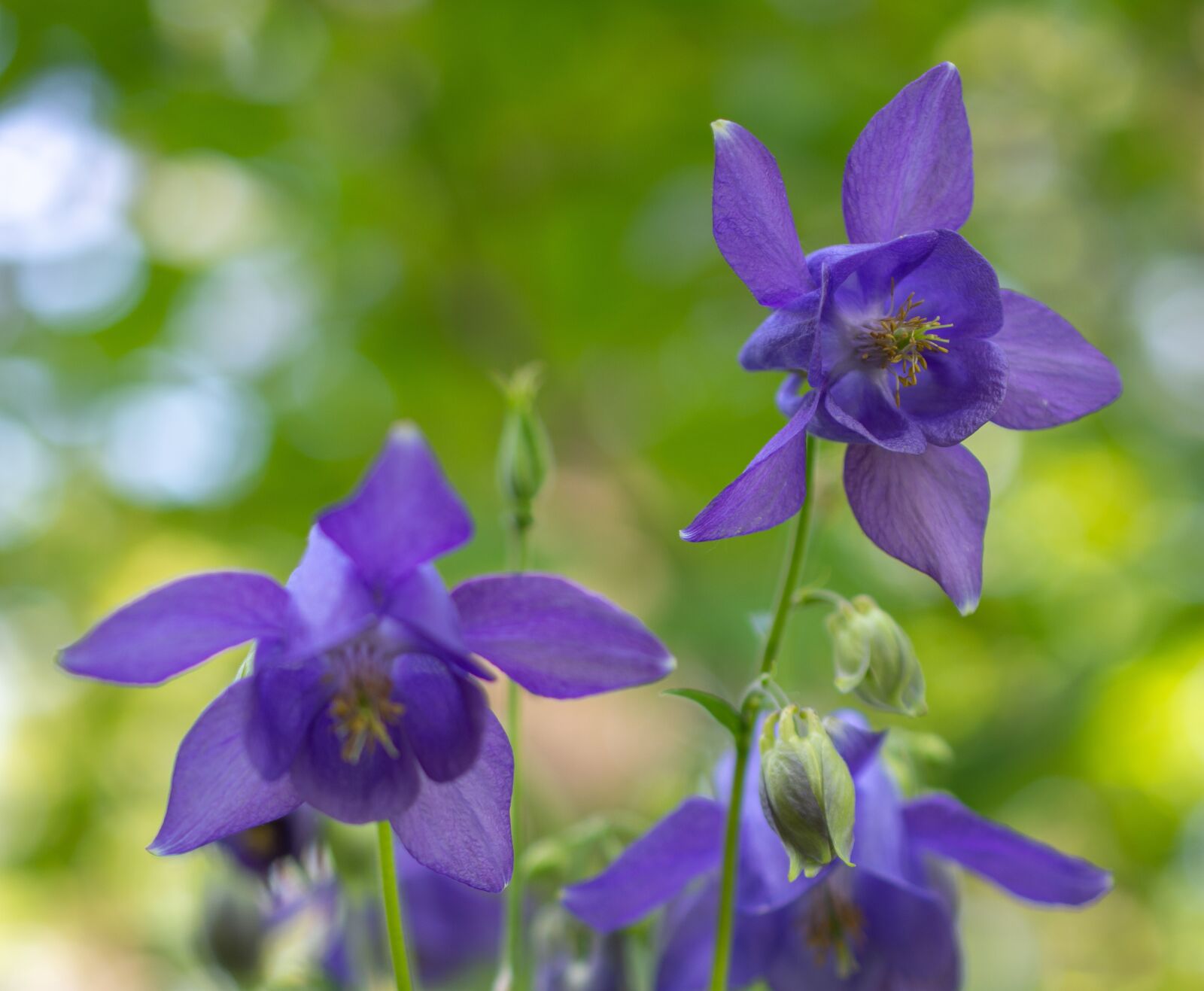 Nikon D7200 sample photo. Columbine general, flower, purple photography