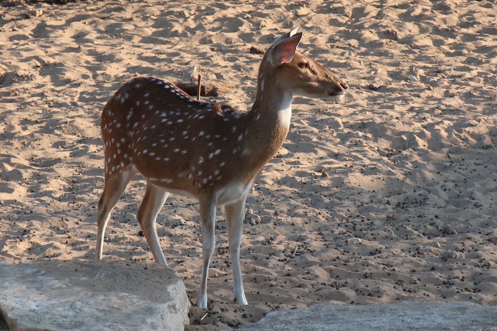 Canon PowerShot G9 X Mark II sample photo. Wildlife, nature, animal photography