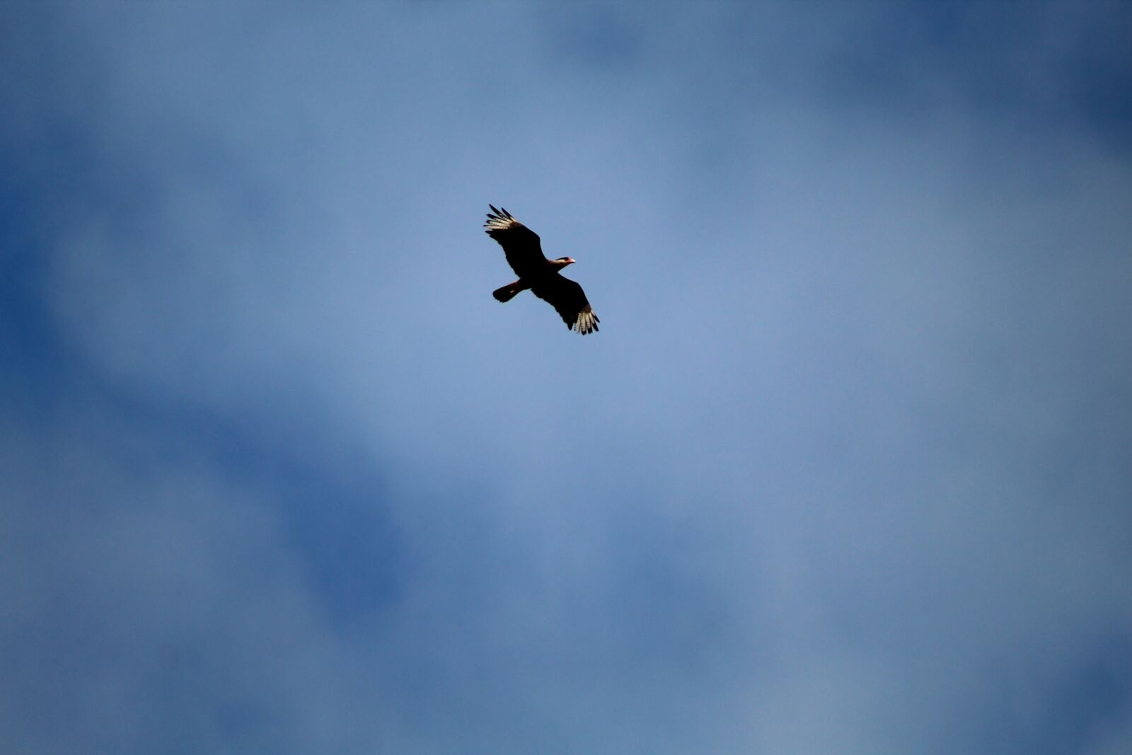 Canon EOS 1300D (EOS Rebel T6 / EOS Kiss X80) sample photo. Carcará, bird, nature photography