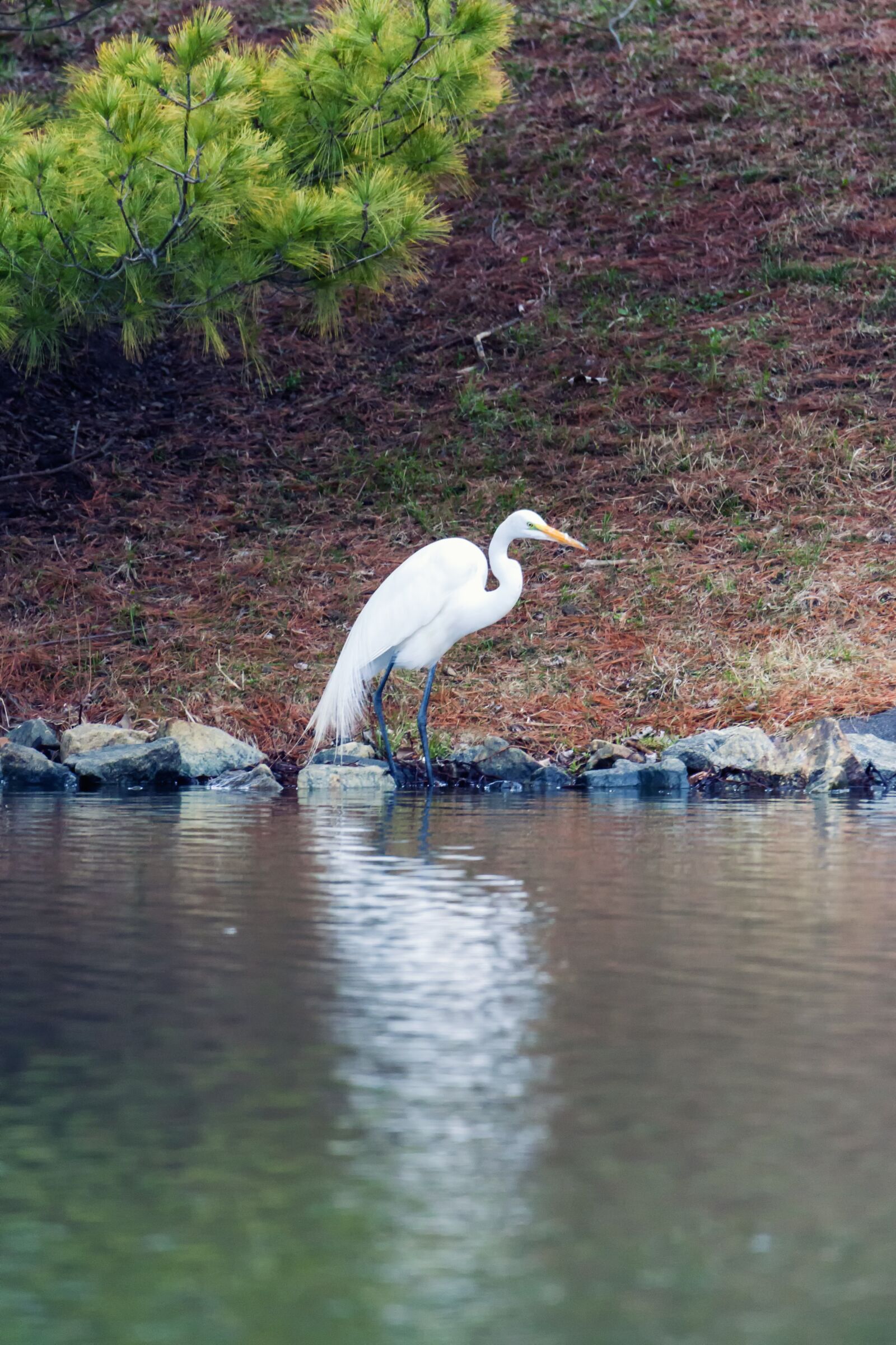 Canon EOS 500D (EOS Rebel T1i / EOS Kiss X3) sample photo. Egret, great egret, white photography