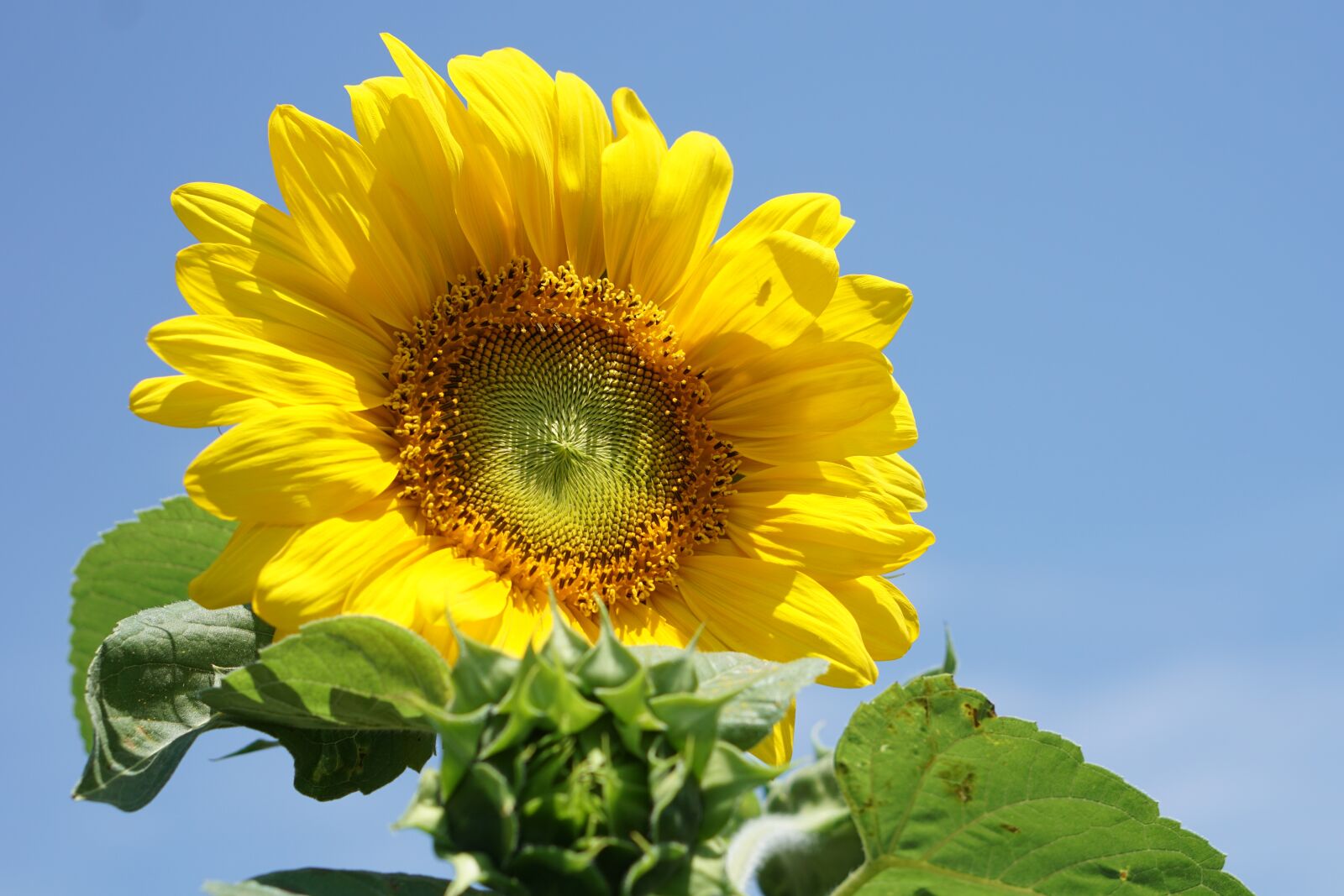 E 50mm F1.8 OSS sample photo. Yellow flower, sun flower photography