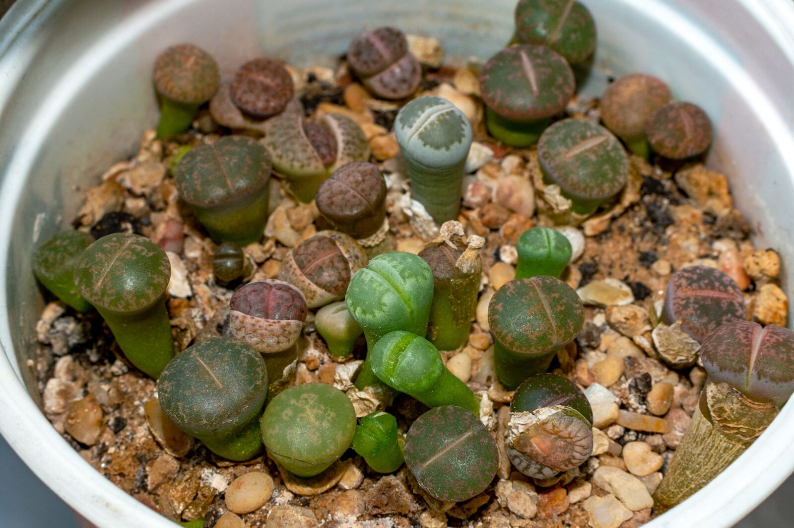 Nikon D3200 sample photo. Lithops, living stones, succulents photography