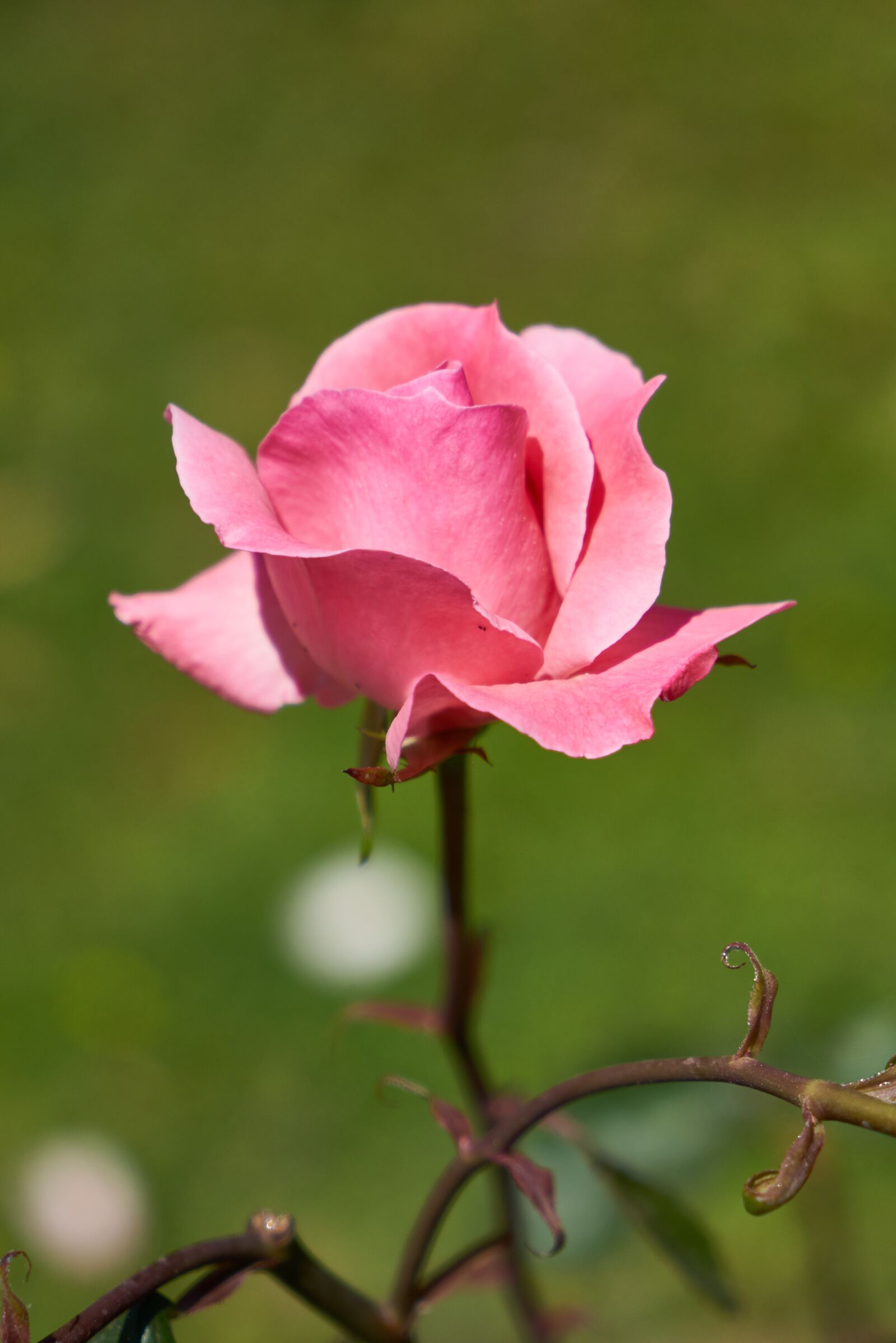 Sony a7R II sample photo. Flower, rose, nature photography