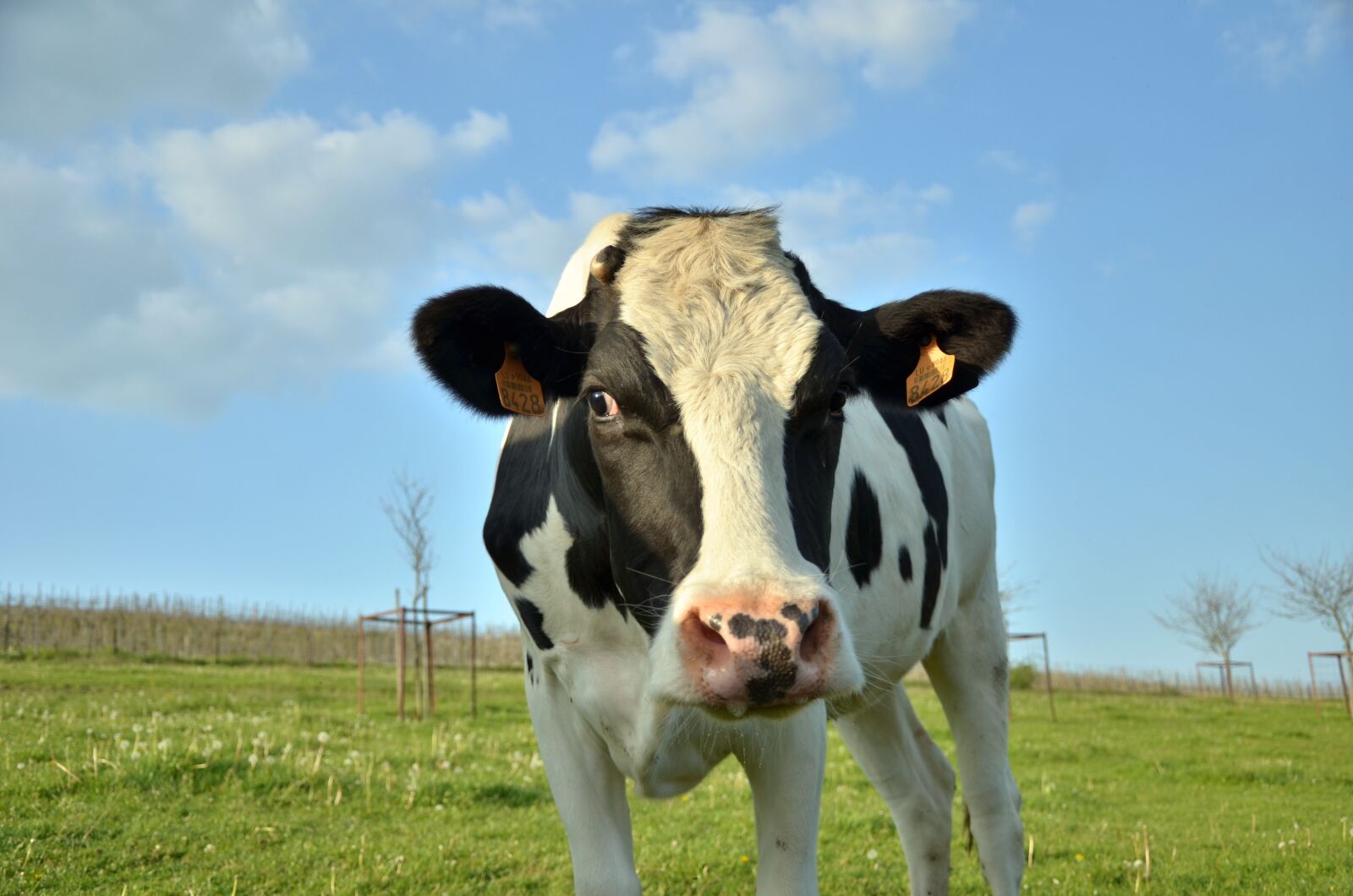 Nikon D7000 sample photo. Cow, cattle, beef photography