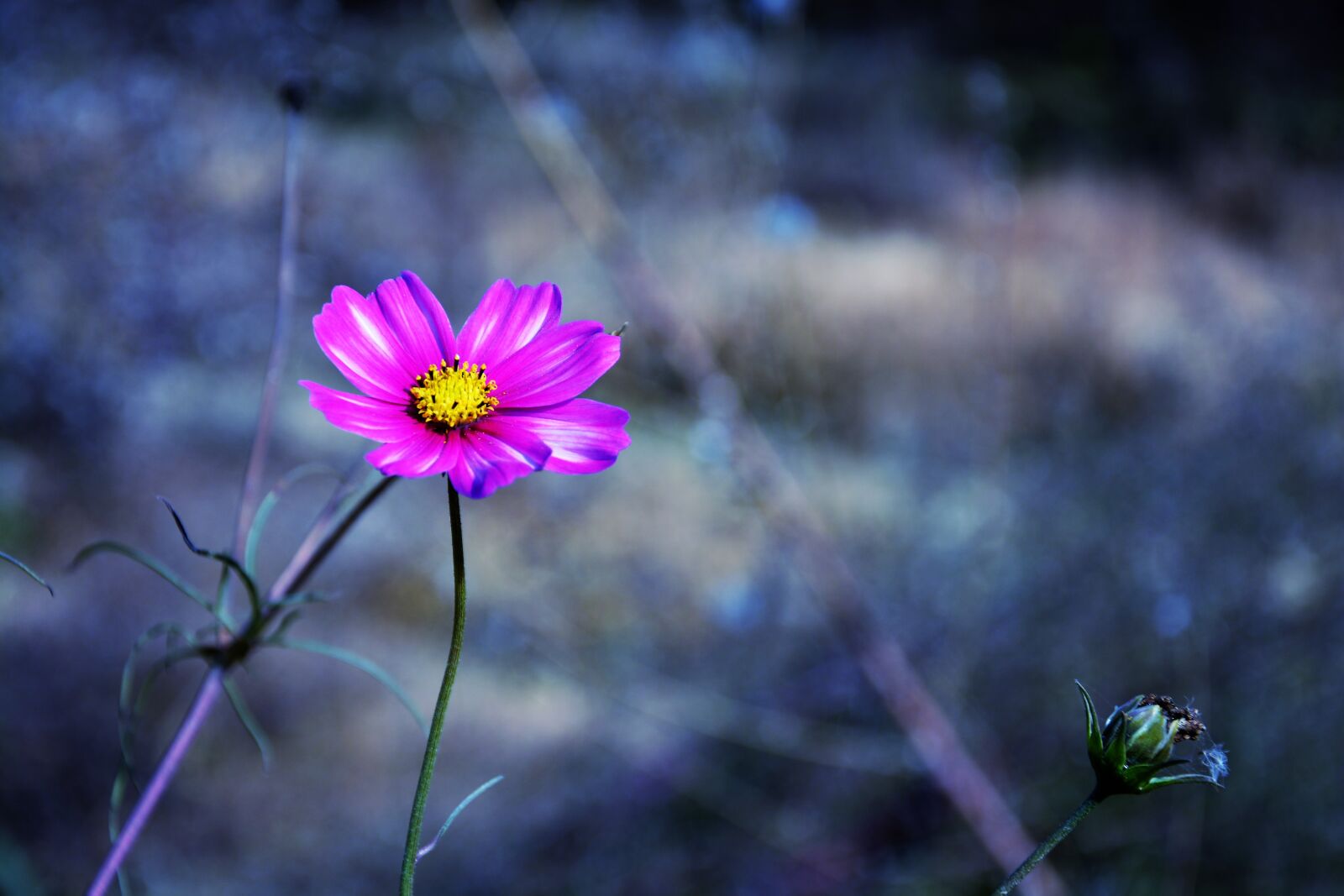 Nikon D7100 sample photo. Cosmos, flower, plant photography