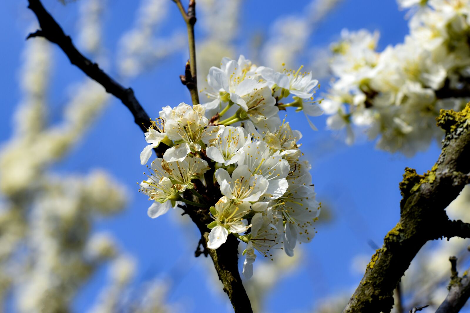 Nikon D5600 sample photo. Spring, flowers, mirabellier photography