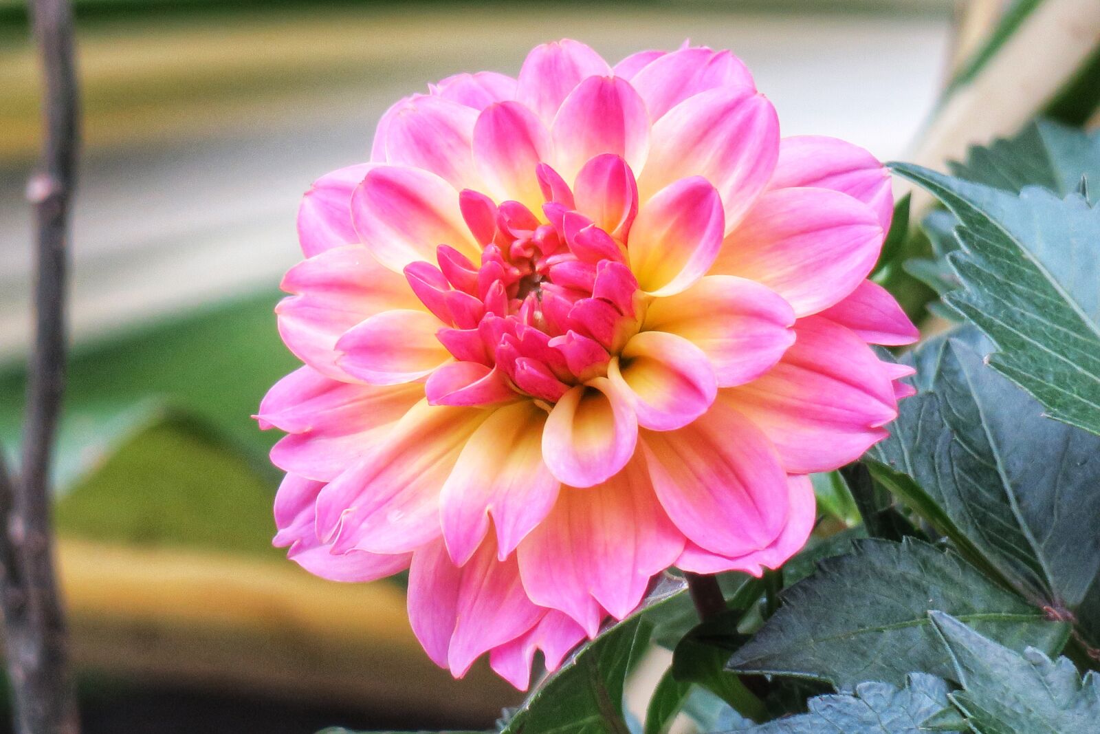 Canon PowerShot G3 X sample photo. Dahlias, flower, nature photography