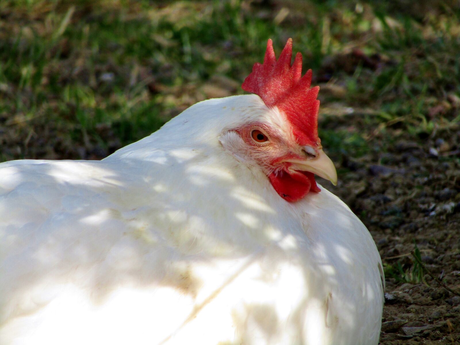 Canon POWERSHOT SX432 IS sample photo. Hen, chicken, rest pause photography