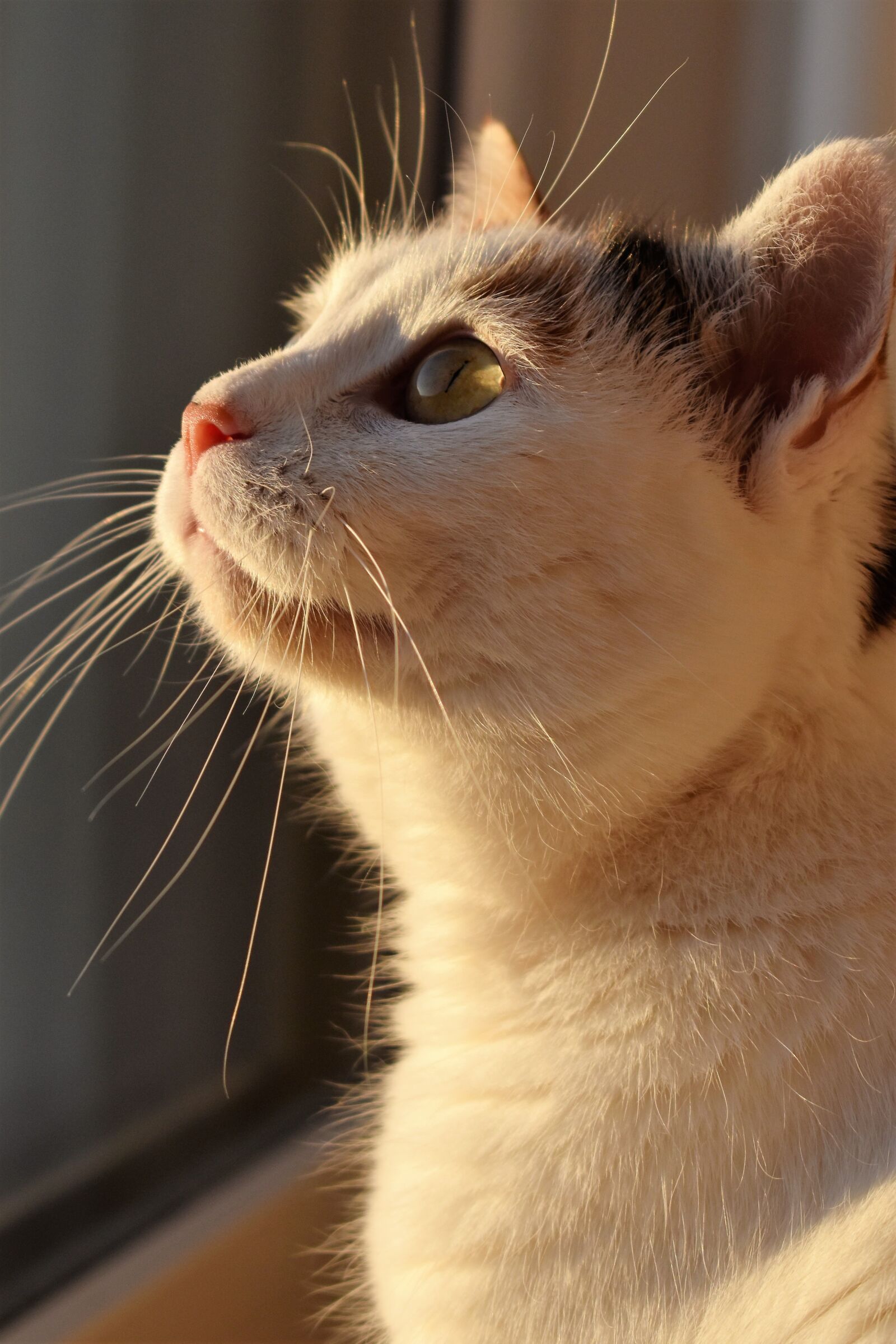 Nikon D5500 sample photo. Cat, white, animal photography