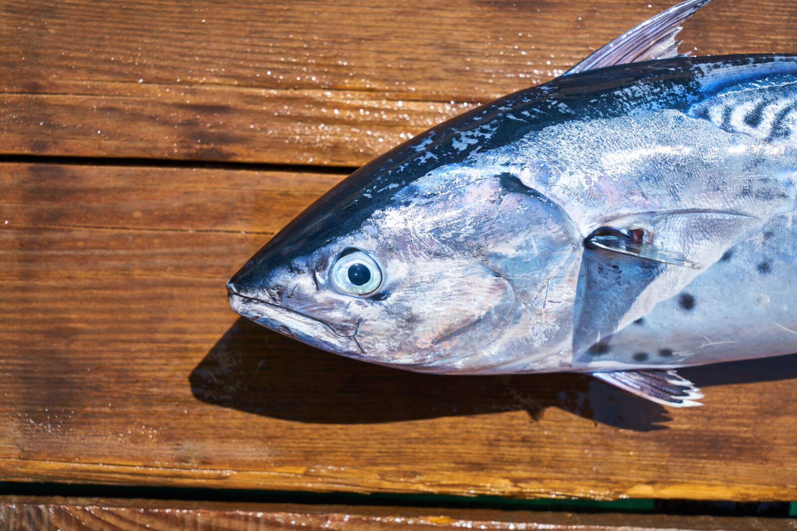 Sony a7R II sample photo. Fish, food, omega photography