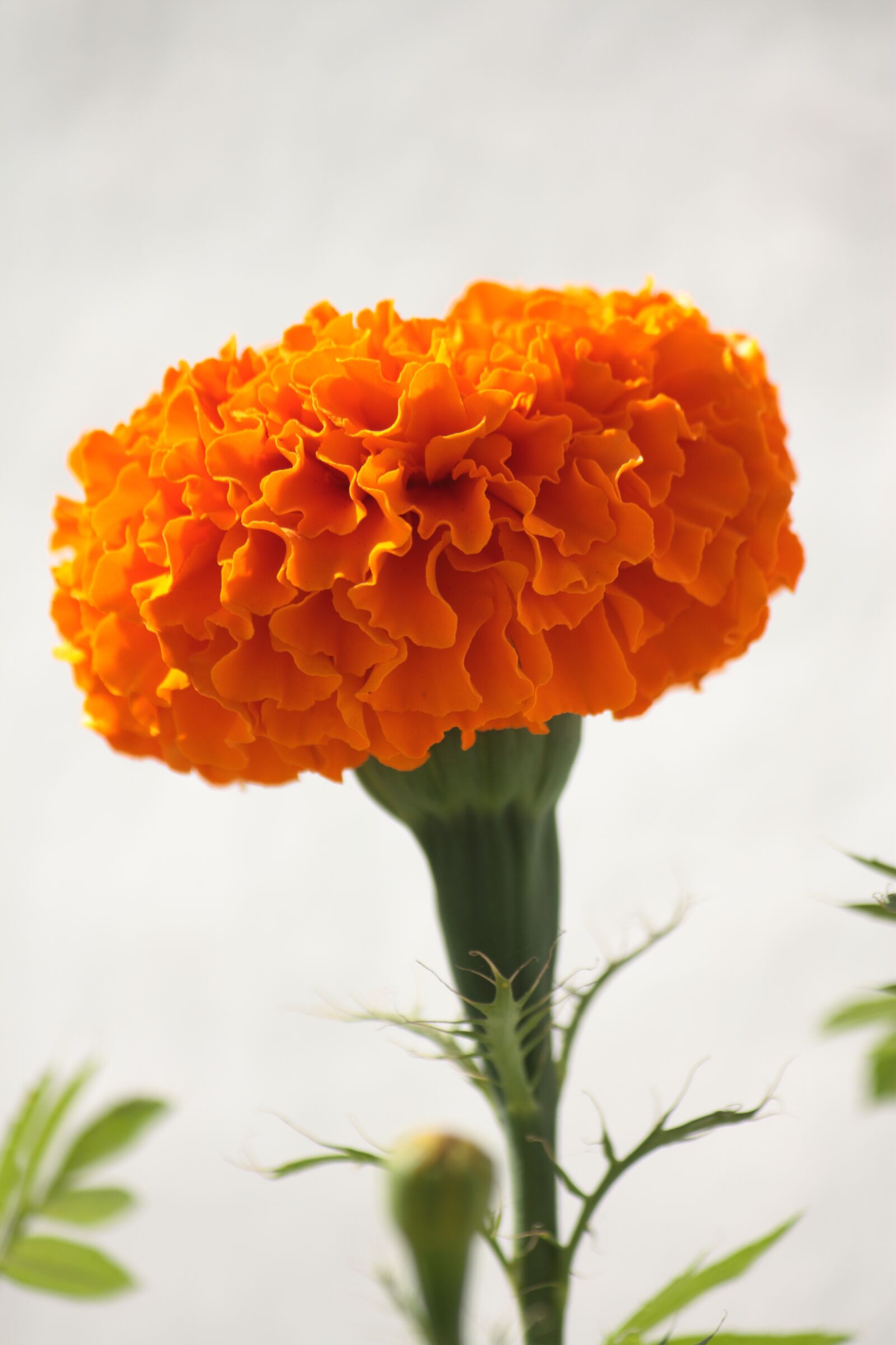 Canon EOS 450D (EOS Rebel XSi / EOS Kiss X2) sample photo. Flower, marigold, gardening photography