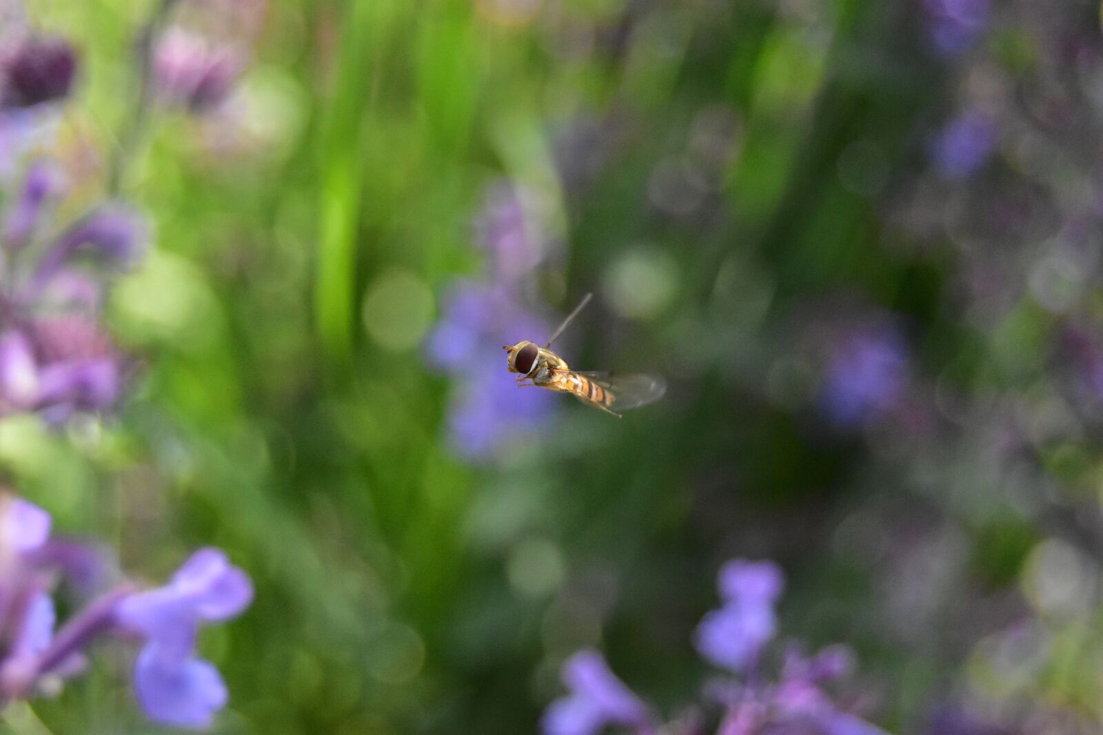 Nikon D5600 sample photo. Hover fly, fly, hover photography