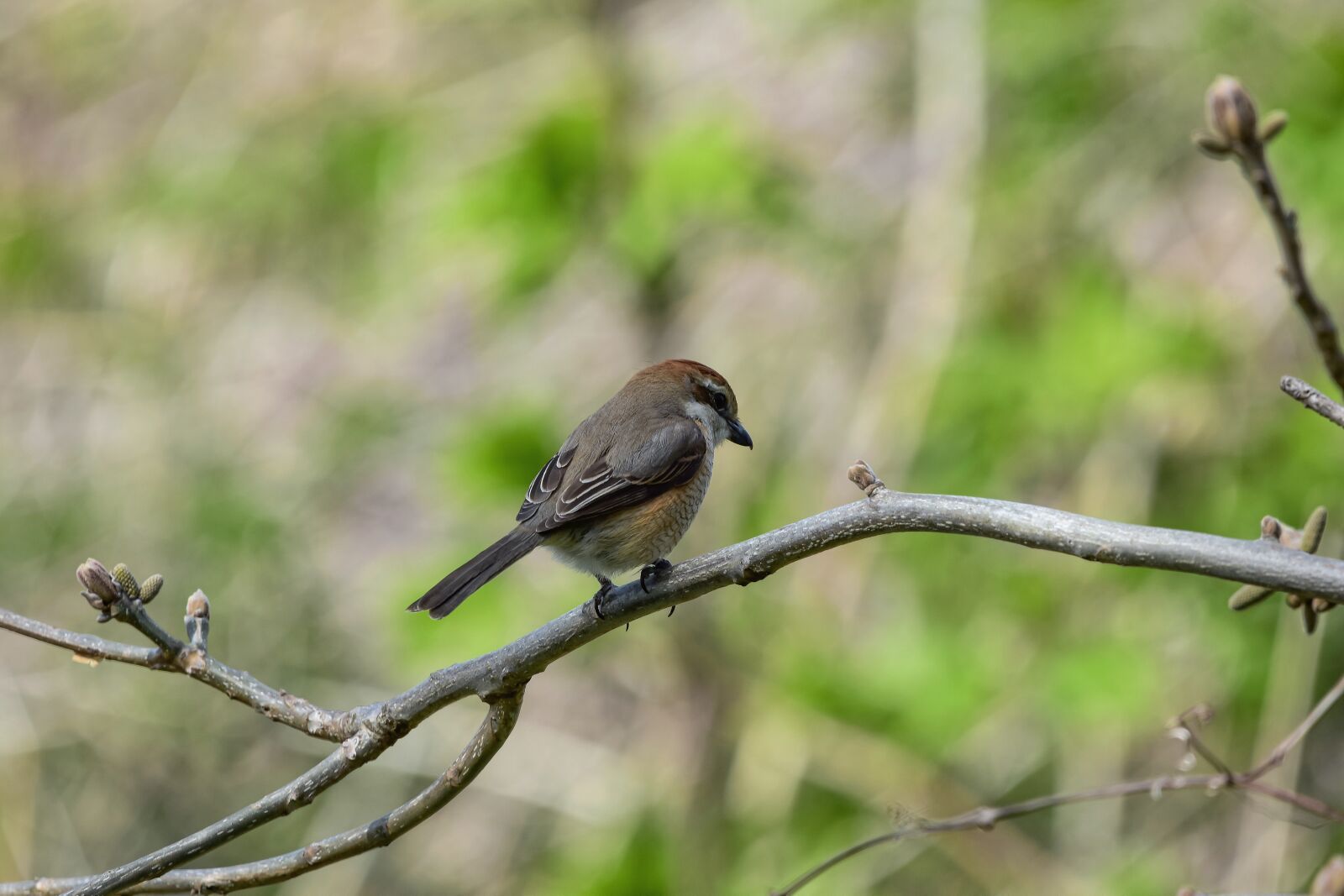 Nikon D7200 sample photo. Animal, forest, wood photography