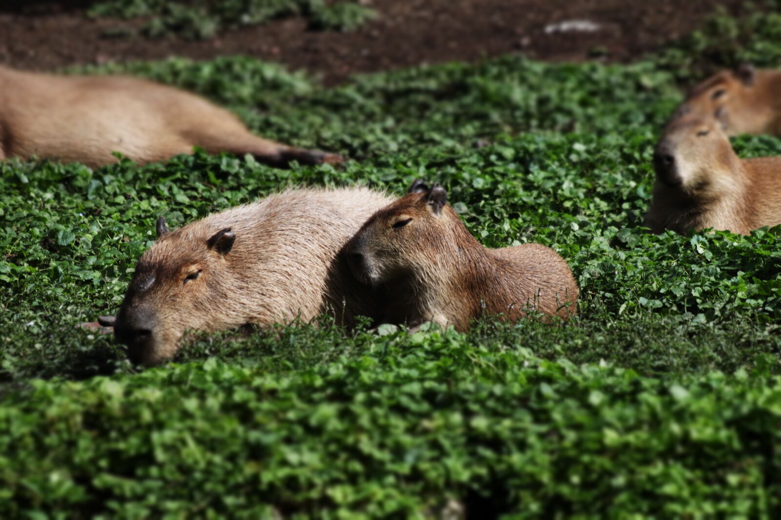 Canon EOS 80D + Canon EF 70-300mm F4-5.6 IS USM sample photo. Capybara, rodent, chigüire photography