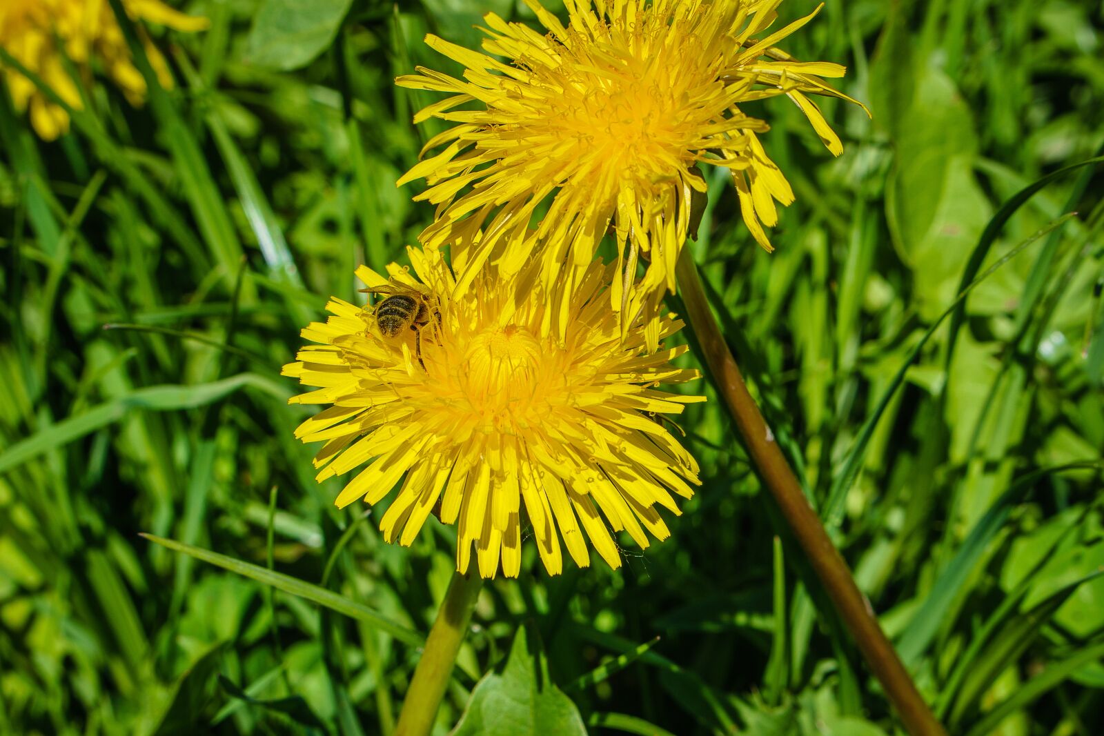 E 50mm F1.8 OSS sample photo. Flower, bee, blossom photography