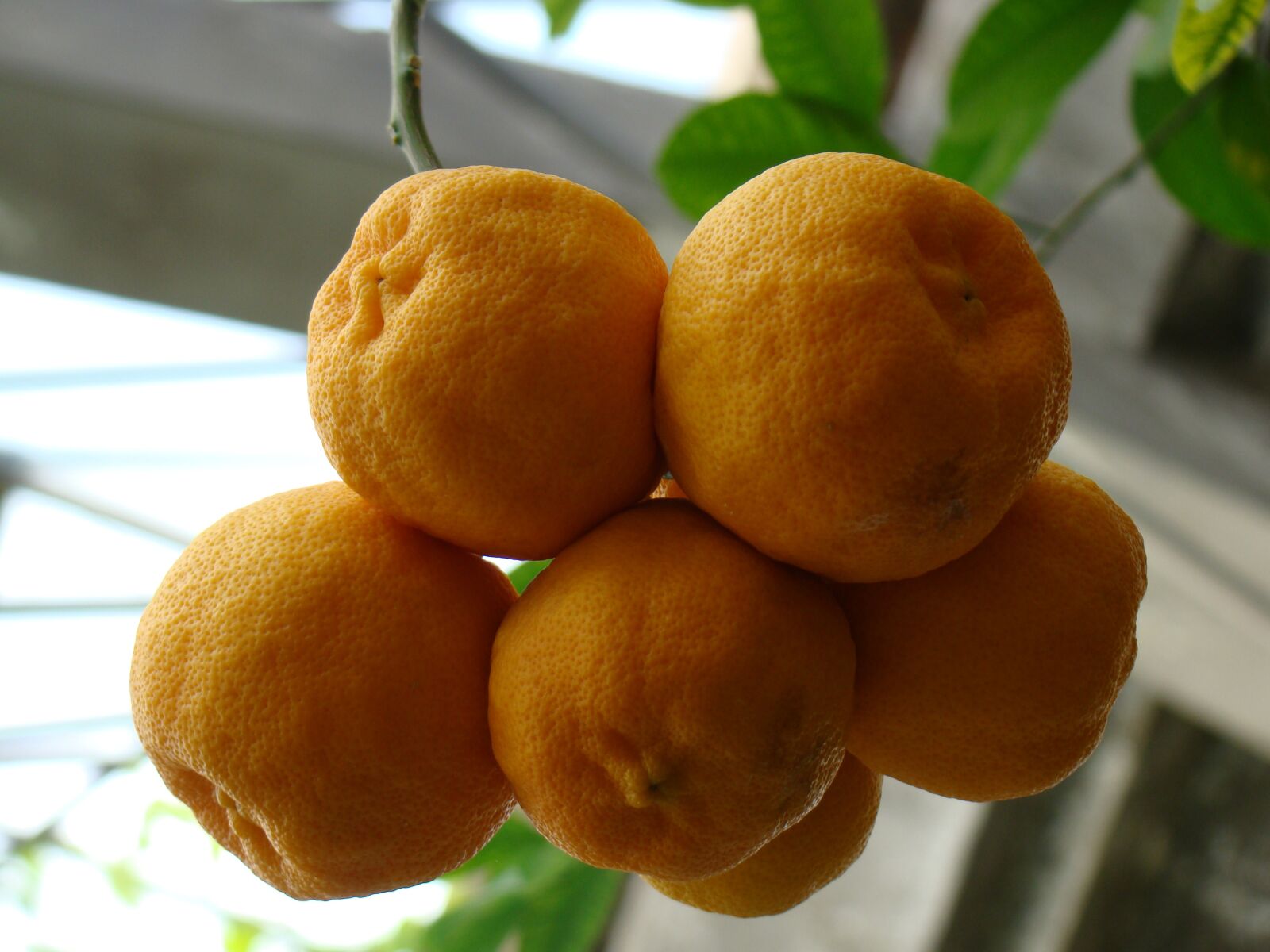 Sony Cyber-shot DSC-H50 sample photo. Oranges, orange, fruit photography
