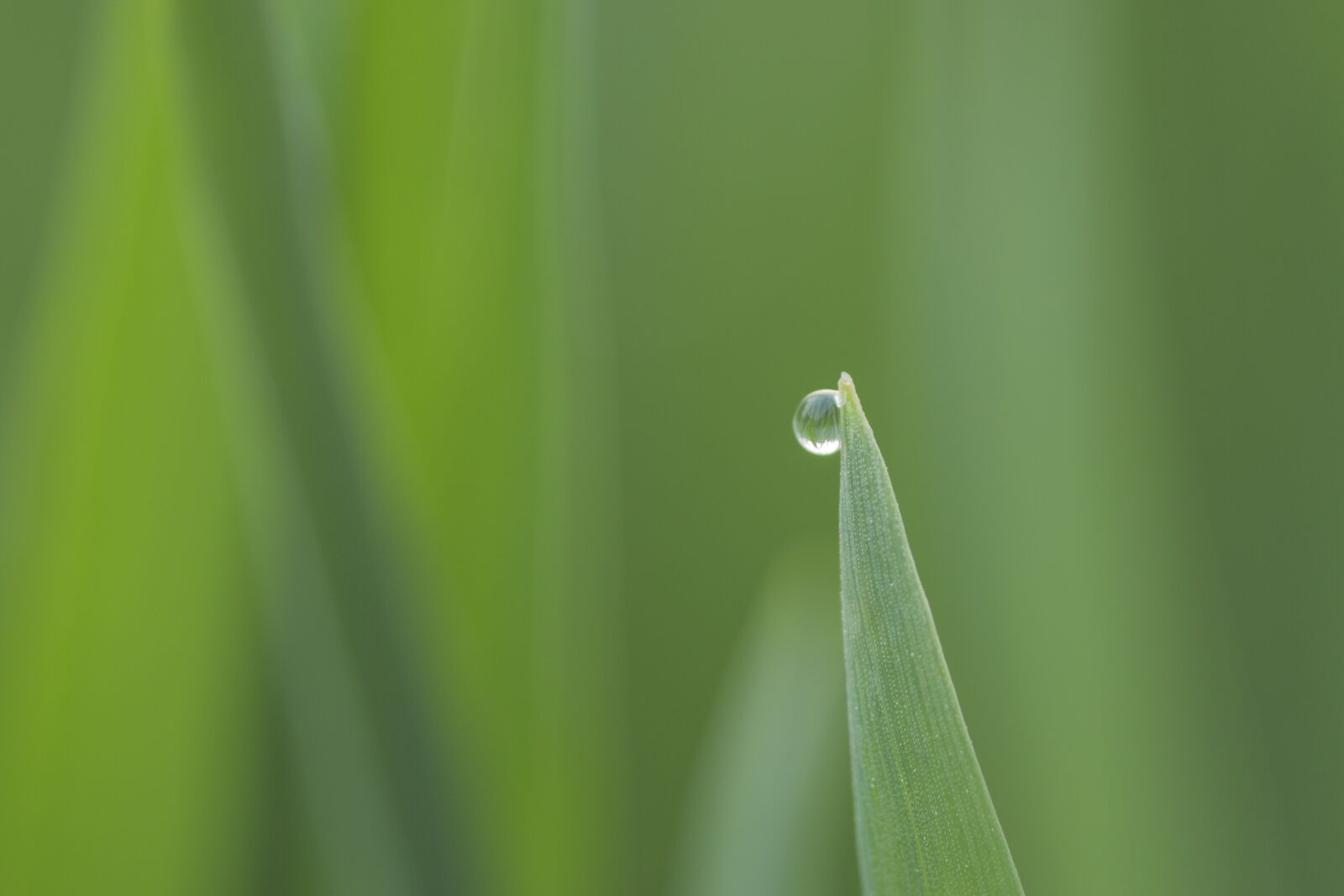 Canon EF 180mm F3.5L Macro USM sample photo. Plant, water droplets, the photography