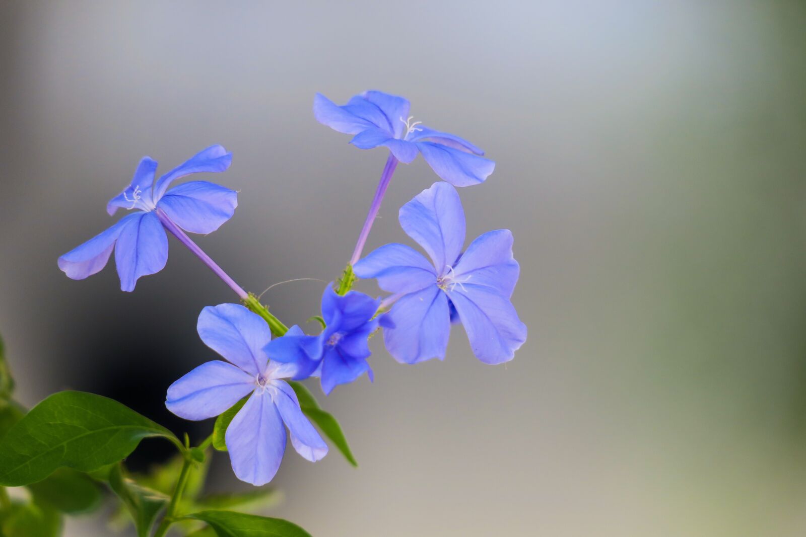 Canon PowerShot G3 X sample photo. Blue flower dan, flower photography