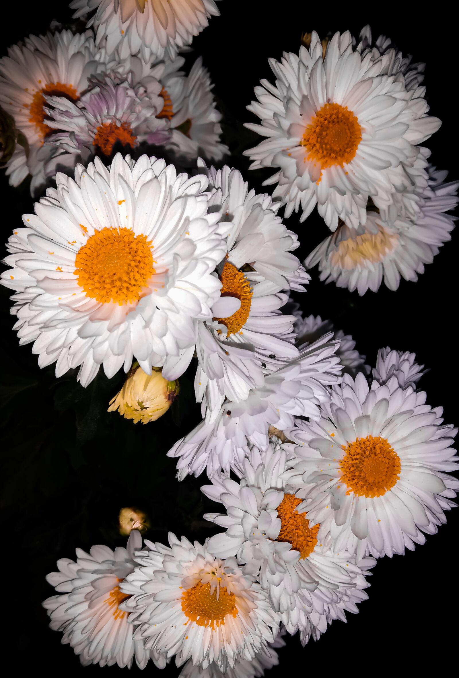 OPPO F1f sample photo. White and orange flower photography