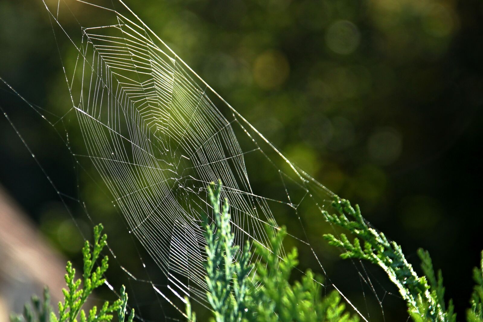 Canon EOS 500D (EOS Rebel T1i / EOS Kiss X3) sample photo. Cobweb, nature, close up photography