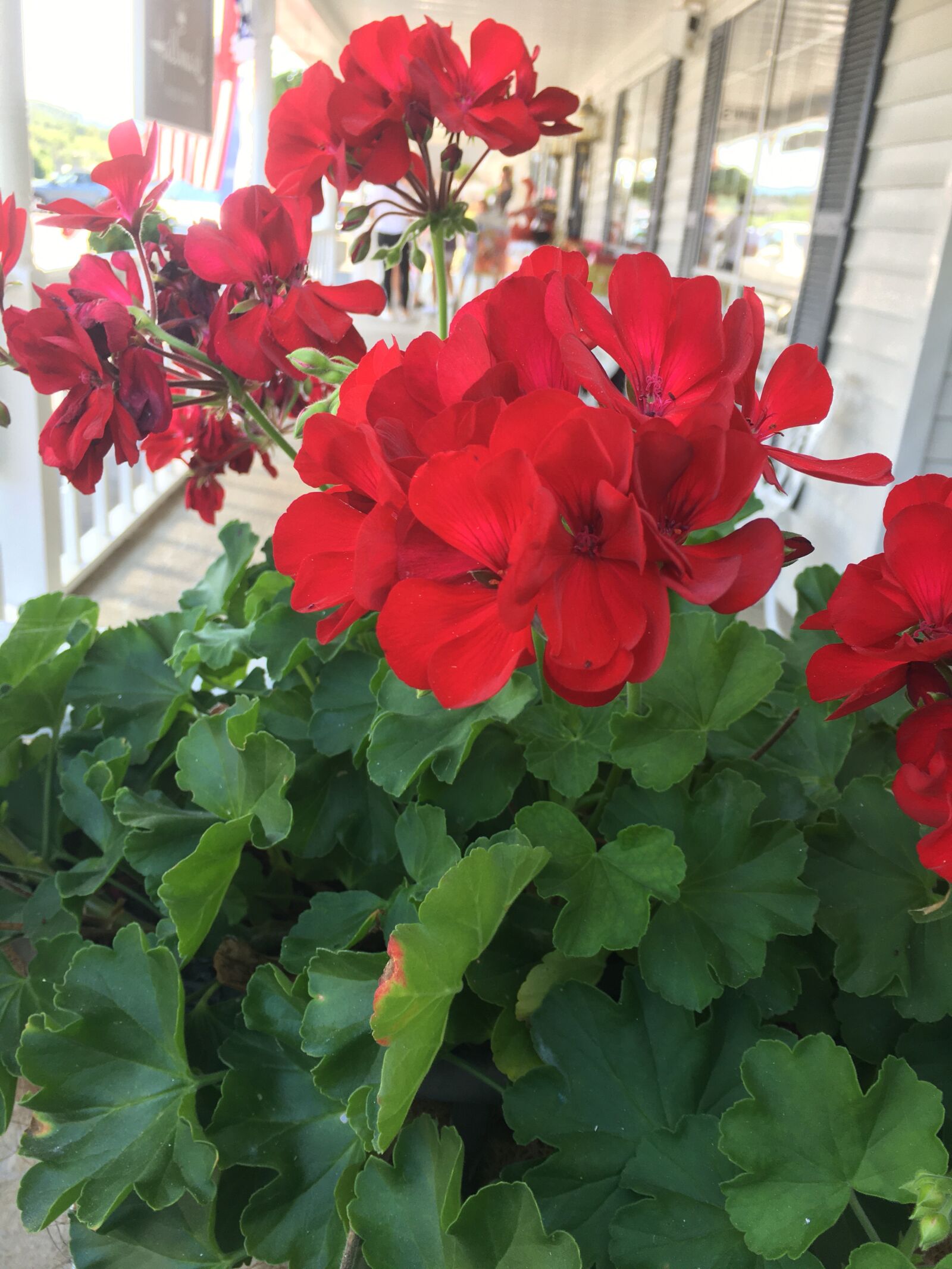 iPhone 6s Plus back camera 4.15mm f/2.2 sample photo. Red, flowers, gernaimums photography