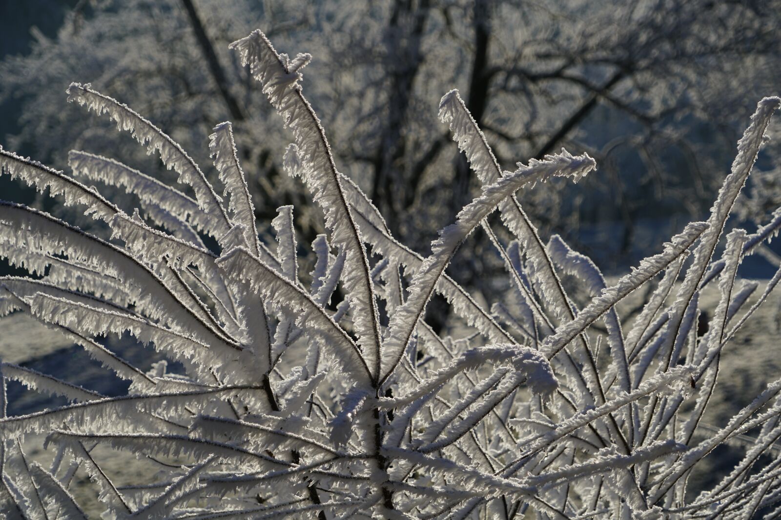 Sony a7R II + Sony FE 24-240mm F3.5-6.3 OSS sample photo. Bush, iced, hoarfrost photography