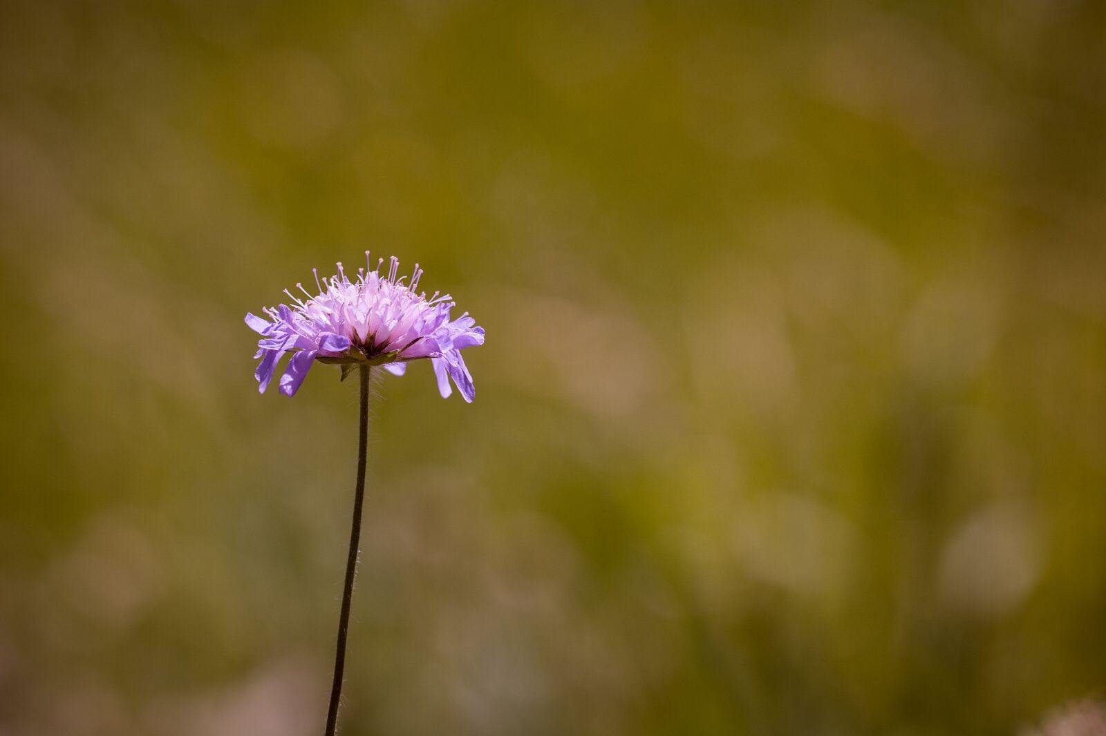 Nikon D7100 sample photo. Deaf-skabiose, scabiosa columbaria, caprifoliaceae photography
