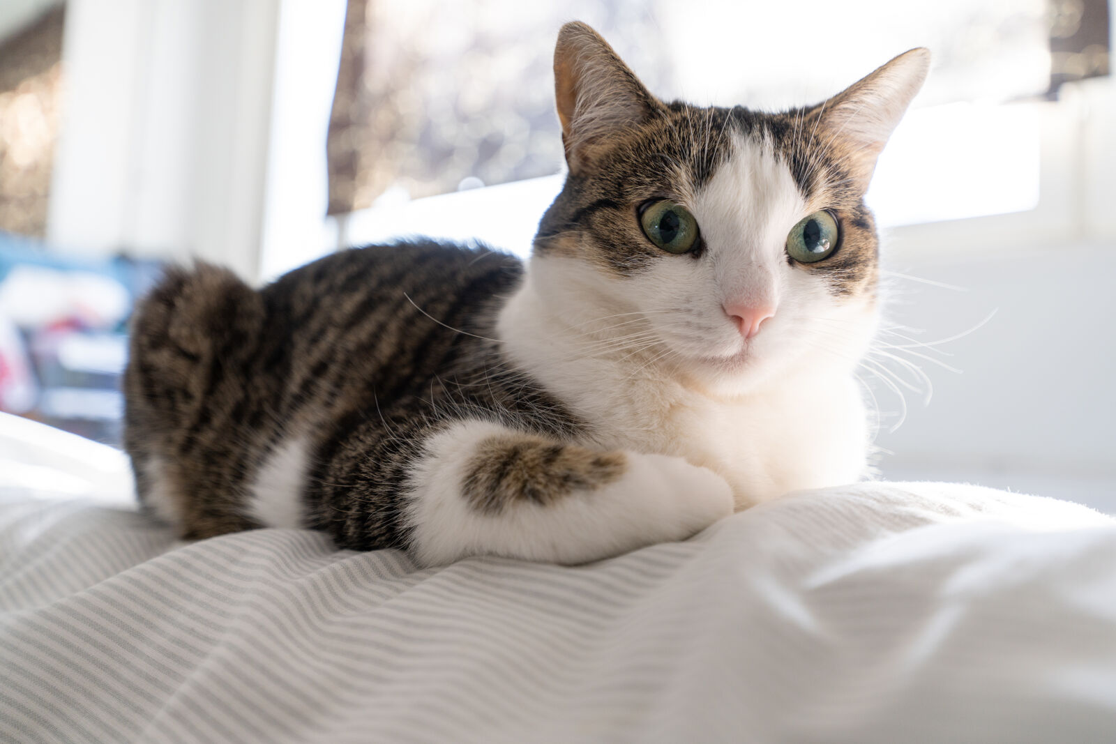 Sony a7R IV + Sigma 16-28mm F2.8 DG DN | C sample photo. Comfortable cat photography