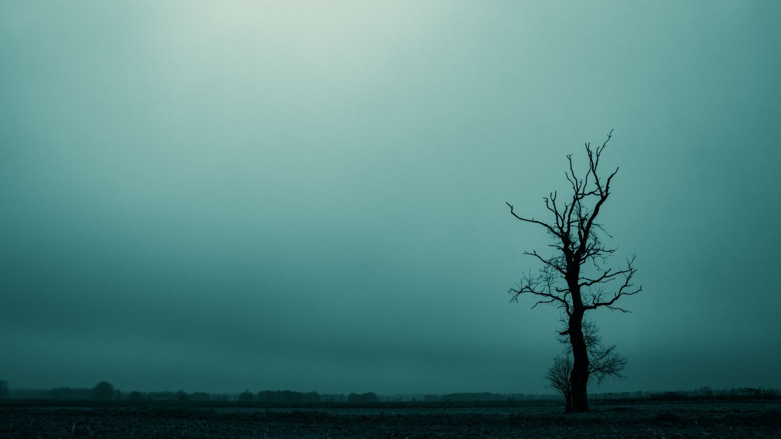 Tamron SP AF 17-50mm F2.8 XR Di II LD Aspherical (IF) sample photo. Tree, dreary, dark photography