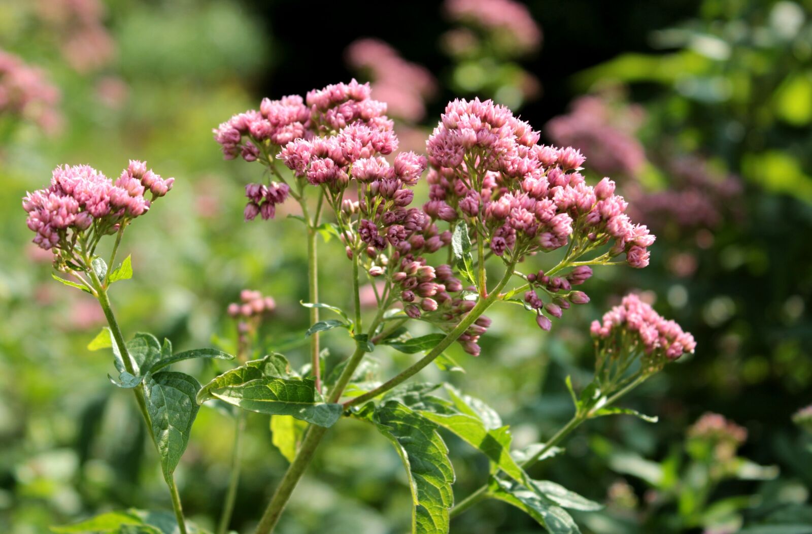 Canon EOS 600D (Rebel EOS T3i / EOS Kiss X5) sample photo. Flowers, small, pink photography