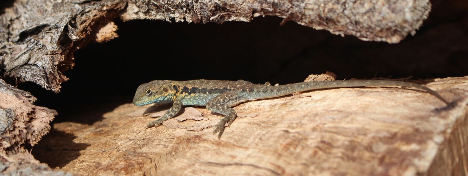 Canon EOS 700D (EOS Rebel T5i / EOS Kiss X7i) sample photo. Lizard, sleepy, hollow log photography