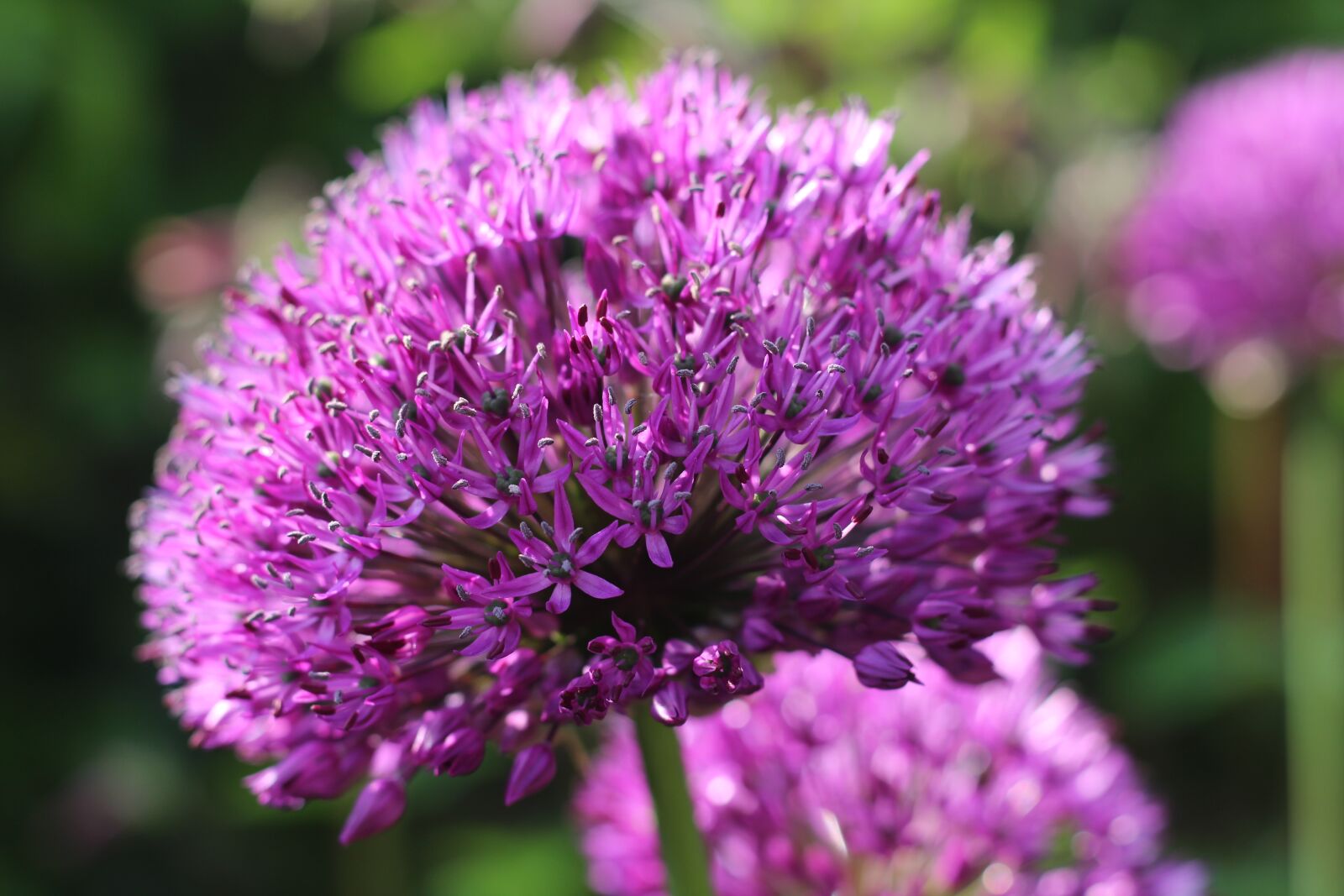 Canon EOS 1300D (EOS Rebel T6 / EOS Kiss X80) + Canon EF 50mm F1.8 STM sample photo. Allium, flower, purple photography