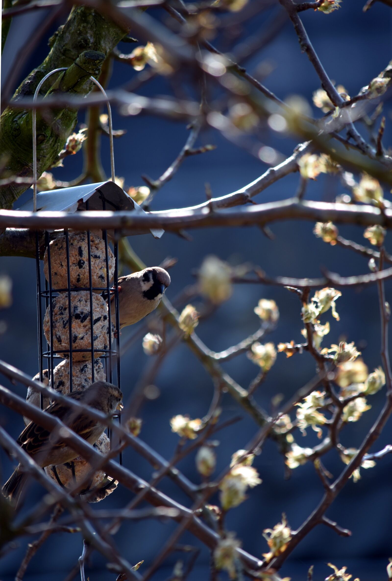 Nikon D5300 sample photo. Birds, sparrows, feeding photography