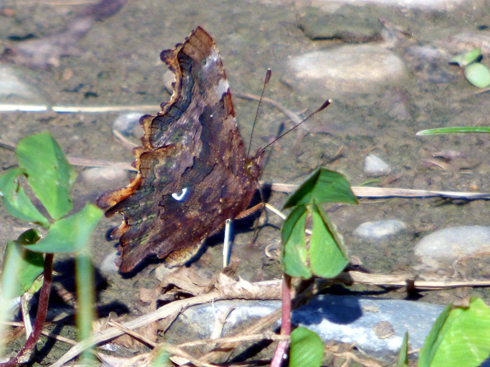 Panasonic DMC-FZ72 sample photo. Butterfly, camouflage, insects photography