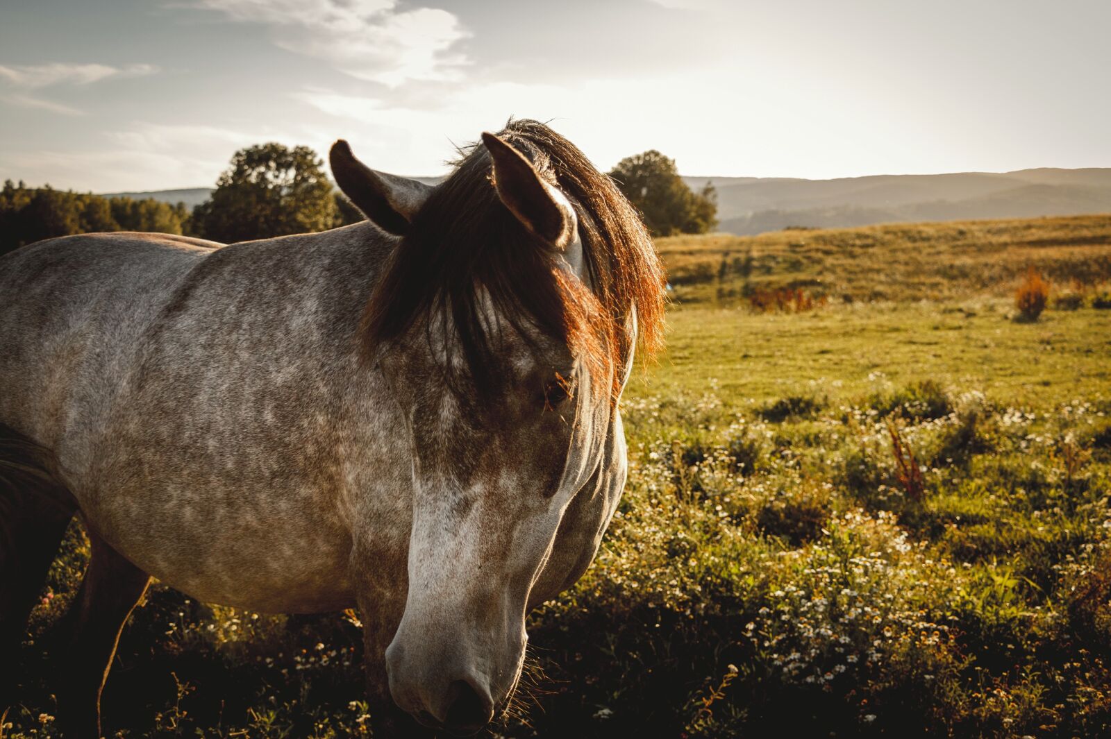 Canon EOS 70D sample photo. Horse, nature, koník photography