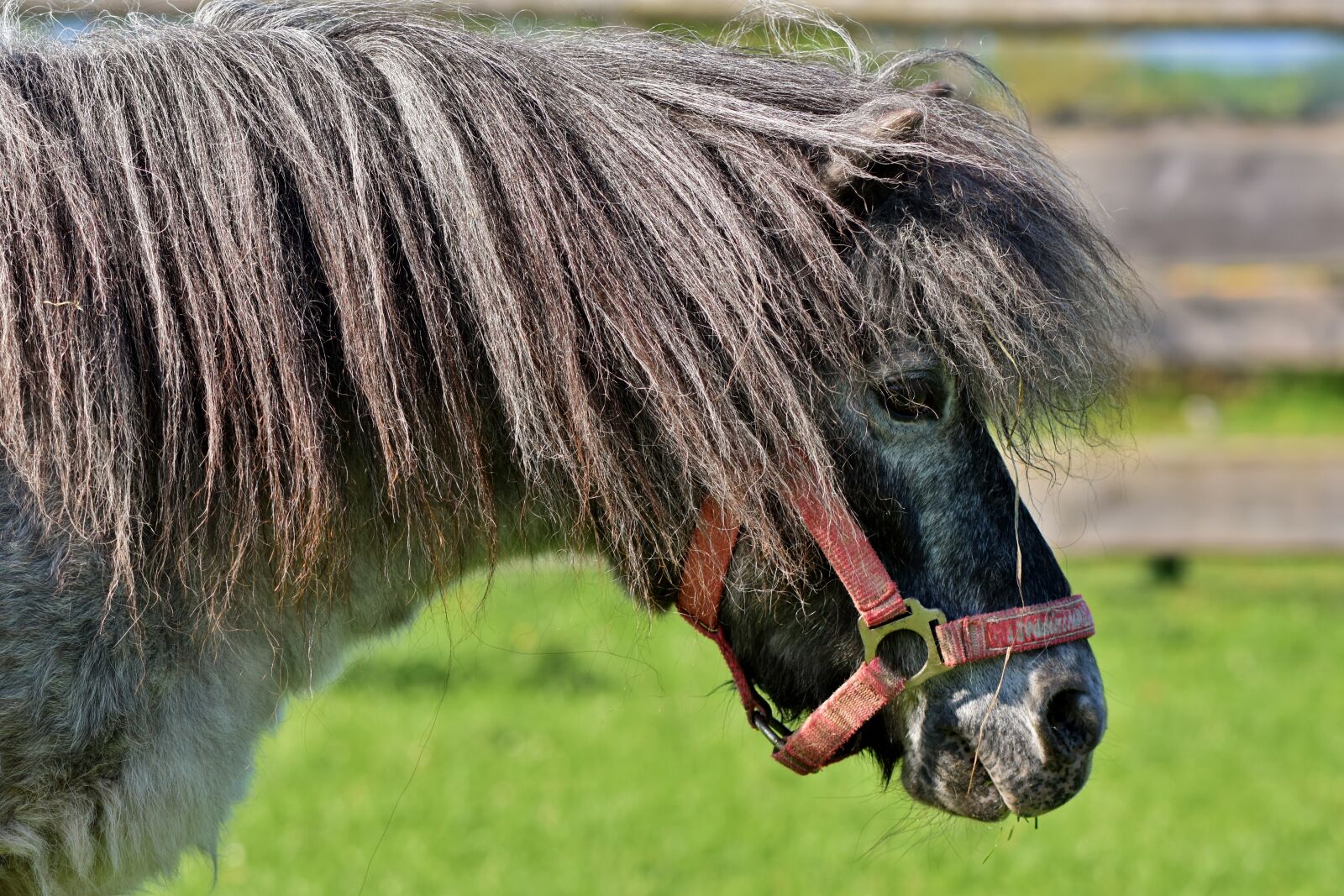 Nikon D7200 sample photo. Horse, pony, mane photography