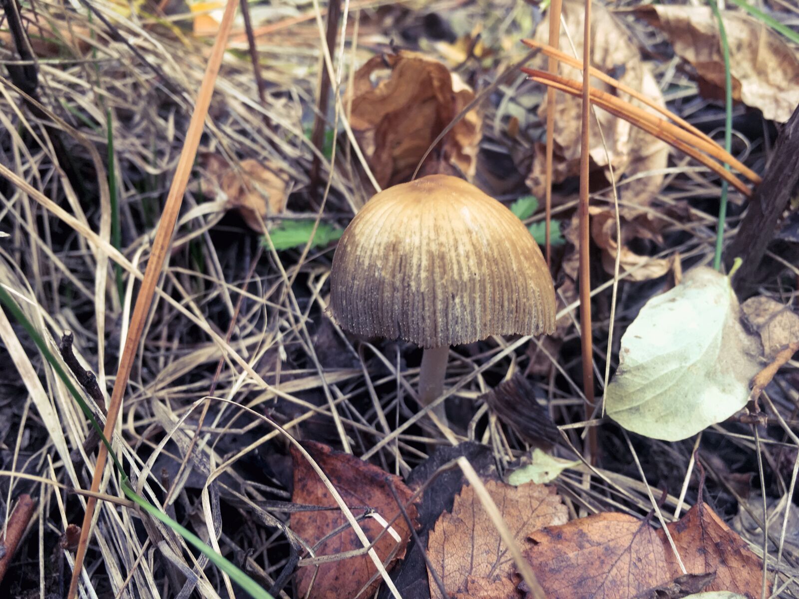 Apple iPhone SE sample photo. Forest, mushroom, light photography