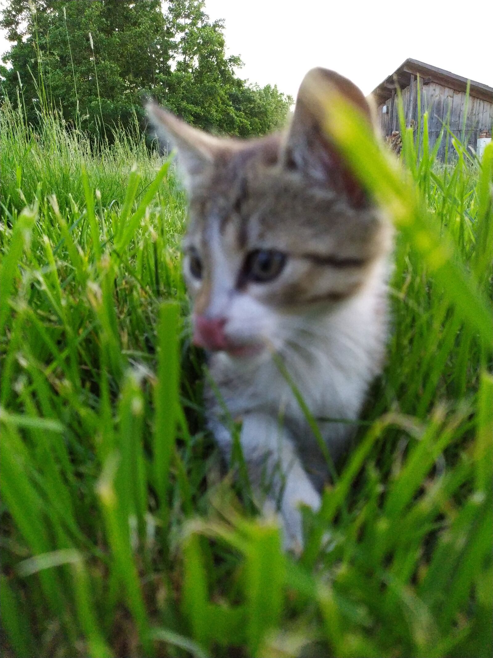 Xiaomi Redmi Note 7 sample photo. Cat, kitten, nature photography