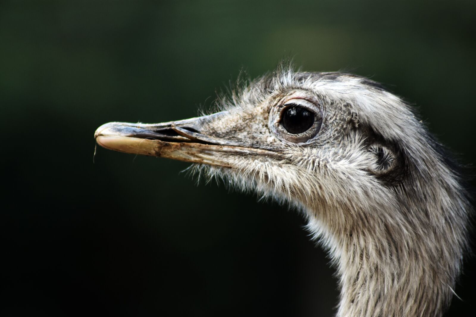 Nikon D3400 sample photo. Ostrich, portrait, bird photography
