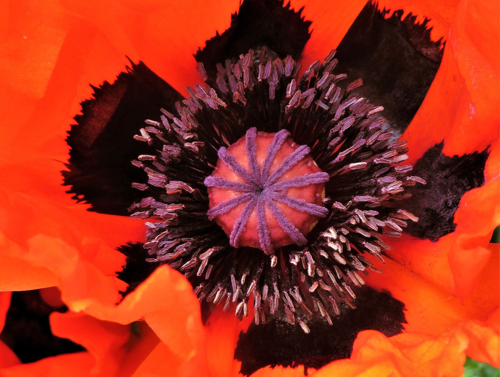 Canon PowerShot SX710 HS sample photo. Poppy flower, poppy, plant photography