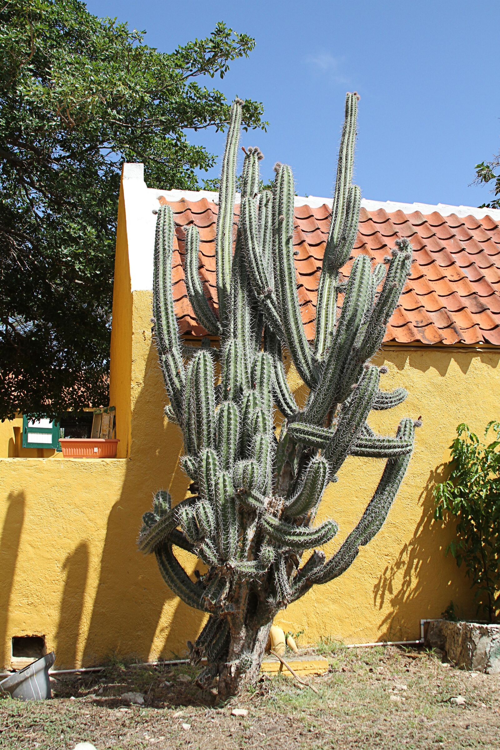 Canon EOS 7D sample photo. Cactus, green, spur photography