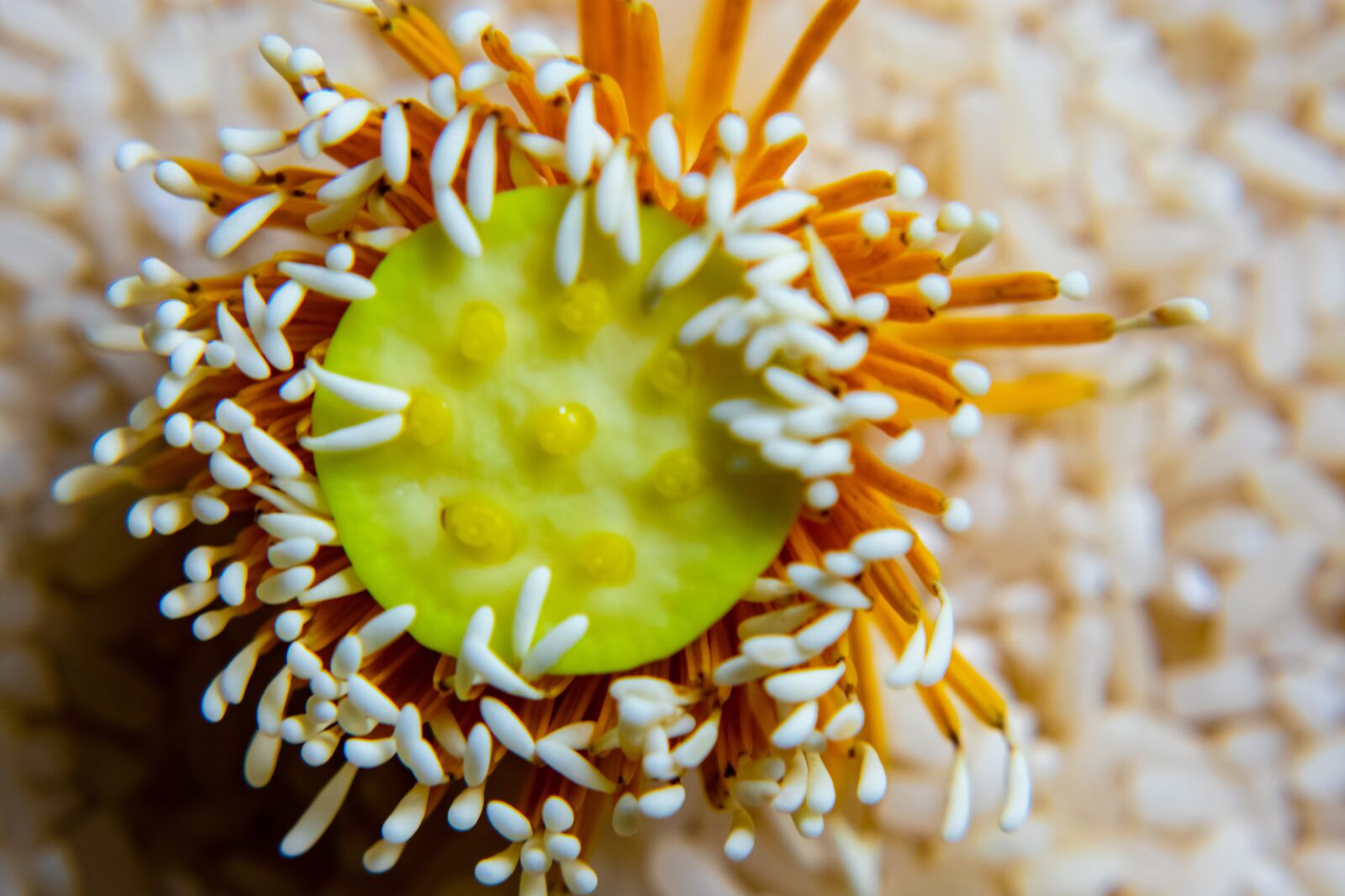 Nikon D3400 sample photo. Sunflower, seeds, tentacles photography