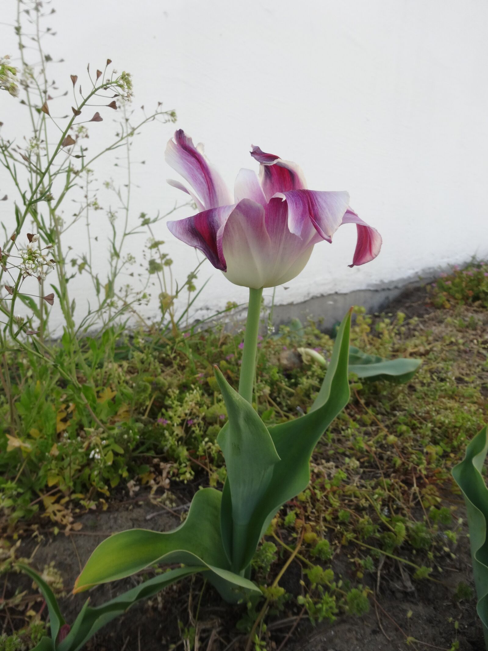 Sony Cyber-shot DSC-WX300 sample photo. Purple, flower, tulip photography