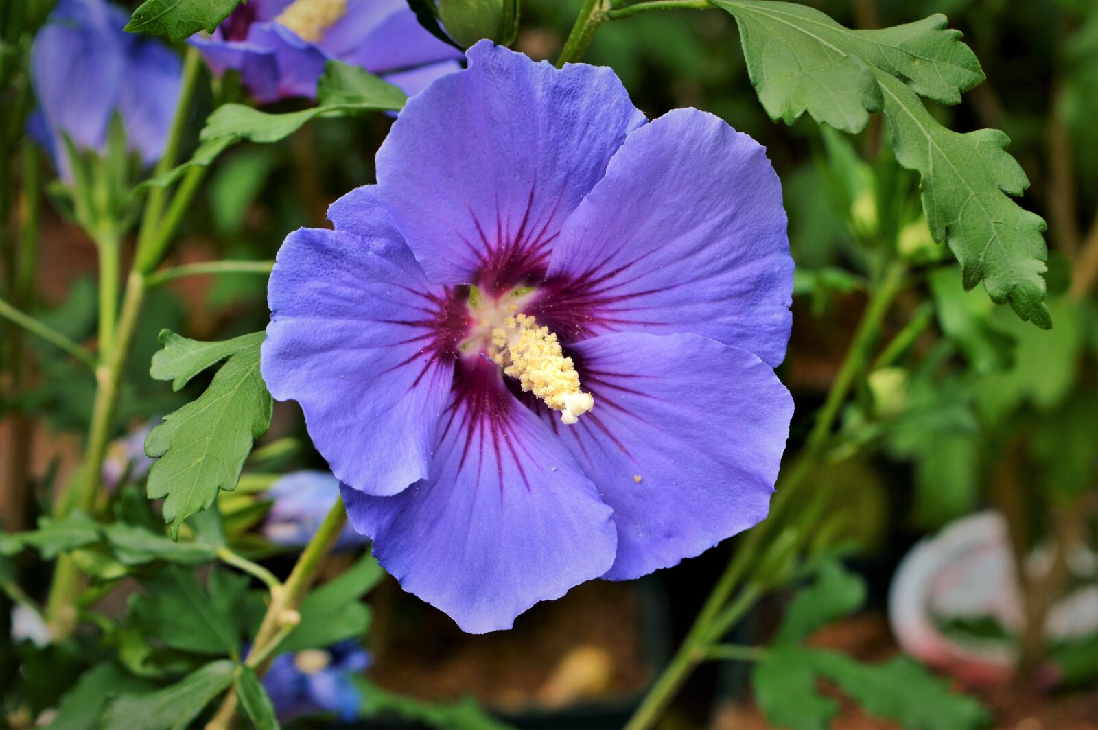 Nikon D3200 sample photo. Hibiscus, marshmallow, mallow photography