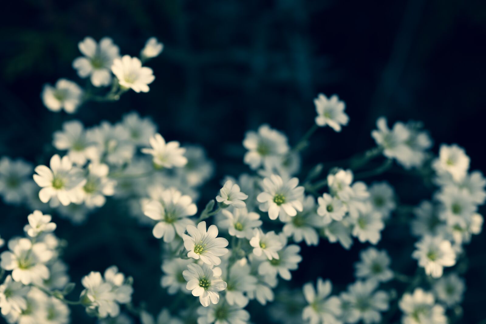 Canon EOS R sample photo. Flower, summer, nature photography