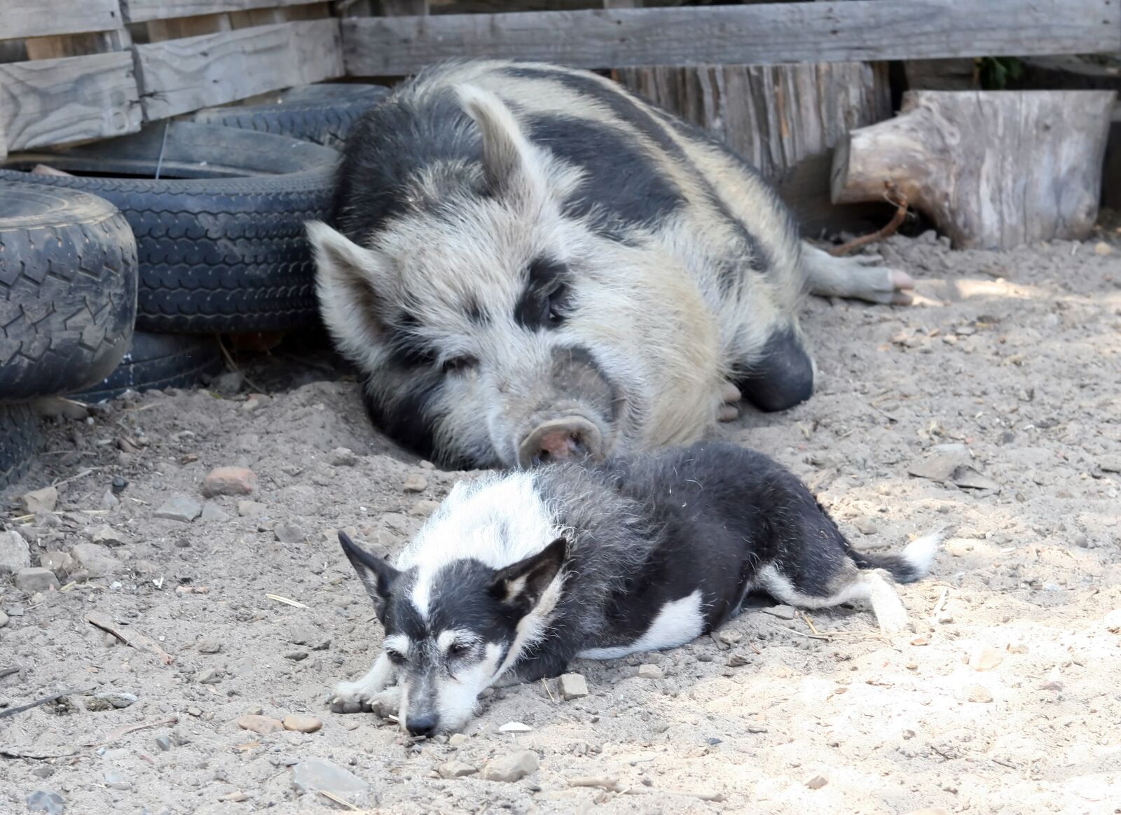 Canon EOS 30D sample photo. Animal, bacon, big photography